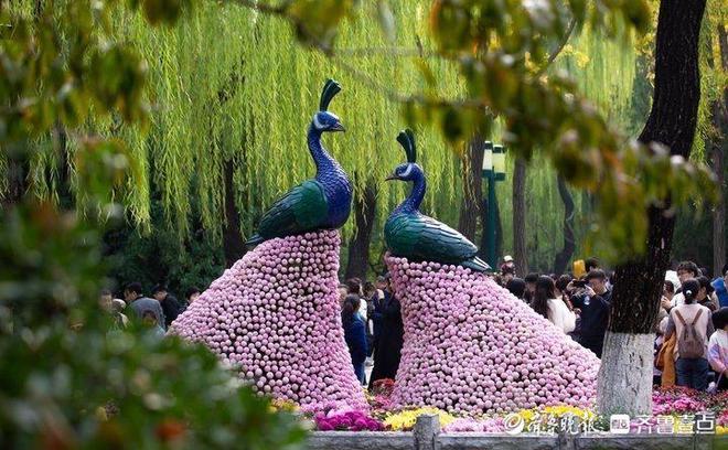6万盆菊花亮相！第45届趵突泉金秋菊展启幕游园活动精彩纷呈(图2)