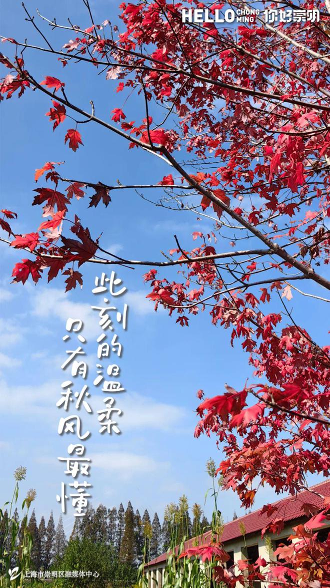 这项补贴又加码！“国补”和“沪补”可同时享新增咖啡机、家纺等六品类(图2)