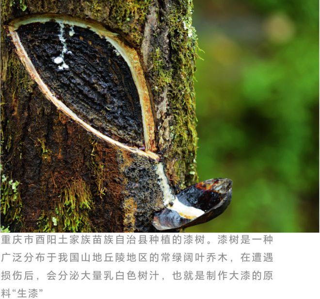 起源于中国！几千年前人们是怎么想到用“胶水”装饰“筷子”的？(图1)
